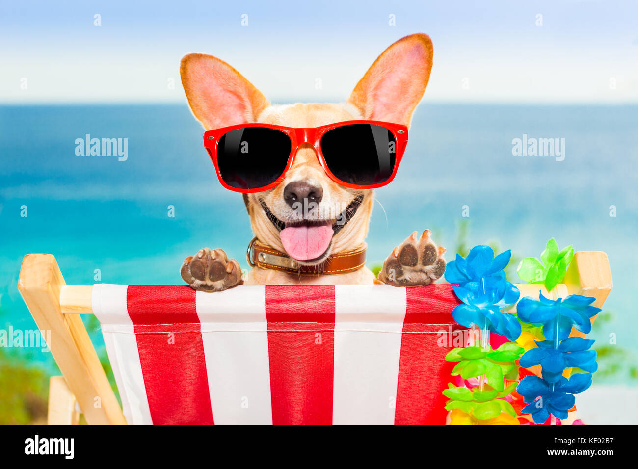 chihuahua dog at the beach having a a relaxing time on a hammock while ...