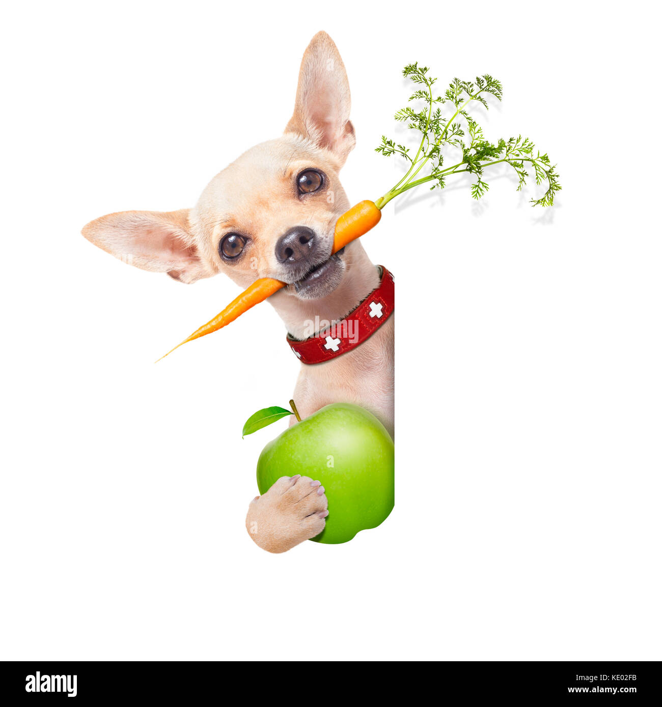 Dog eating green apple Cut Out Stock Images & Pictures - Alamy