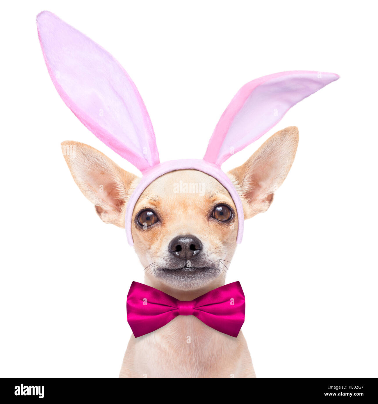 chihuahua dog dressed with bunny easter ears and a pink tie, isolated