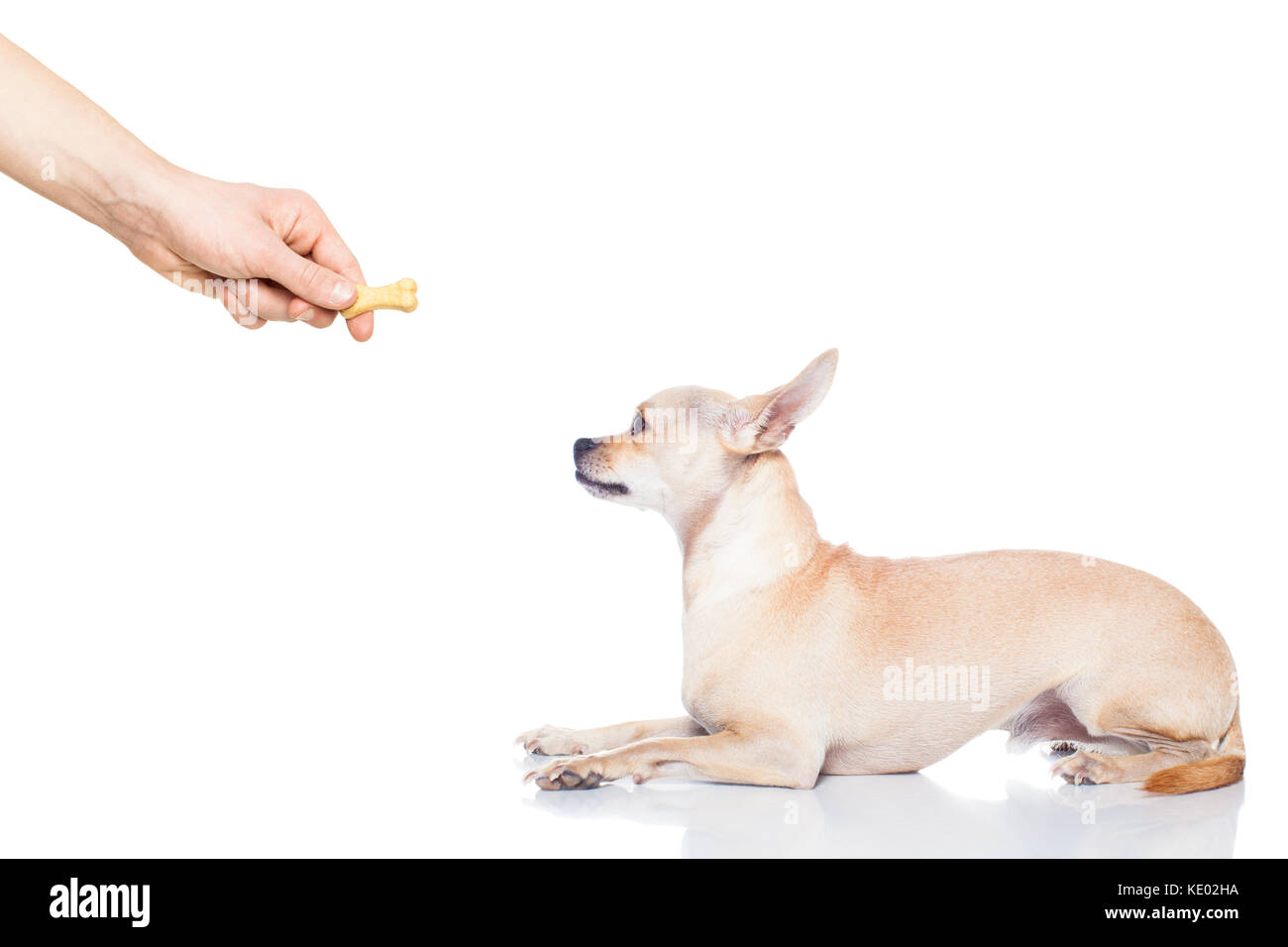 chihuahua dog getting a cookie as a treat for good behavior,isolated on white background Stock Photo