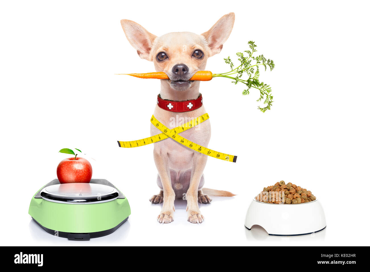 healthy hungry chihuahua dog with bowl and scale , isolated on white background Stock Photo