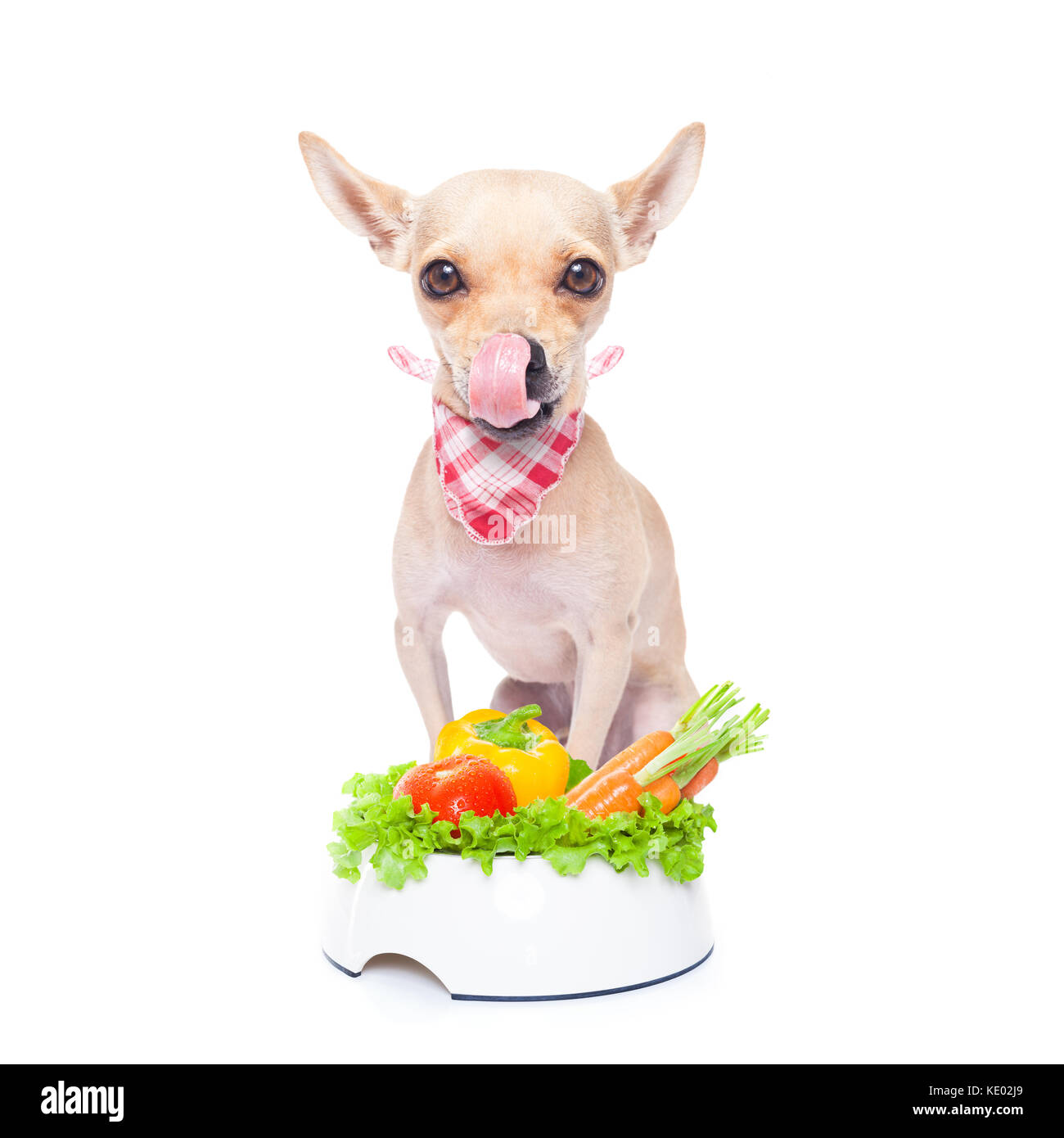 chihuahua dog  with  healthy  vegan food bowl, isolated on white background Stock Photo