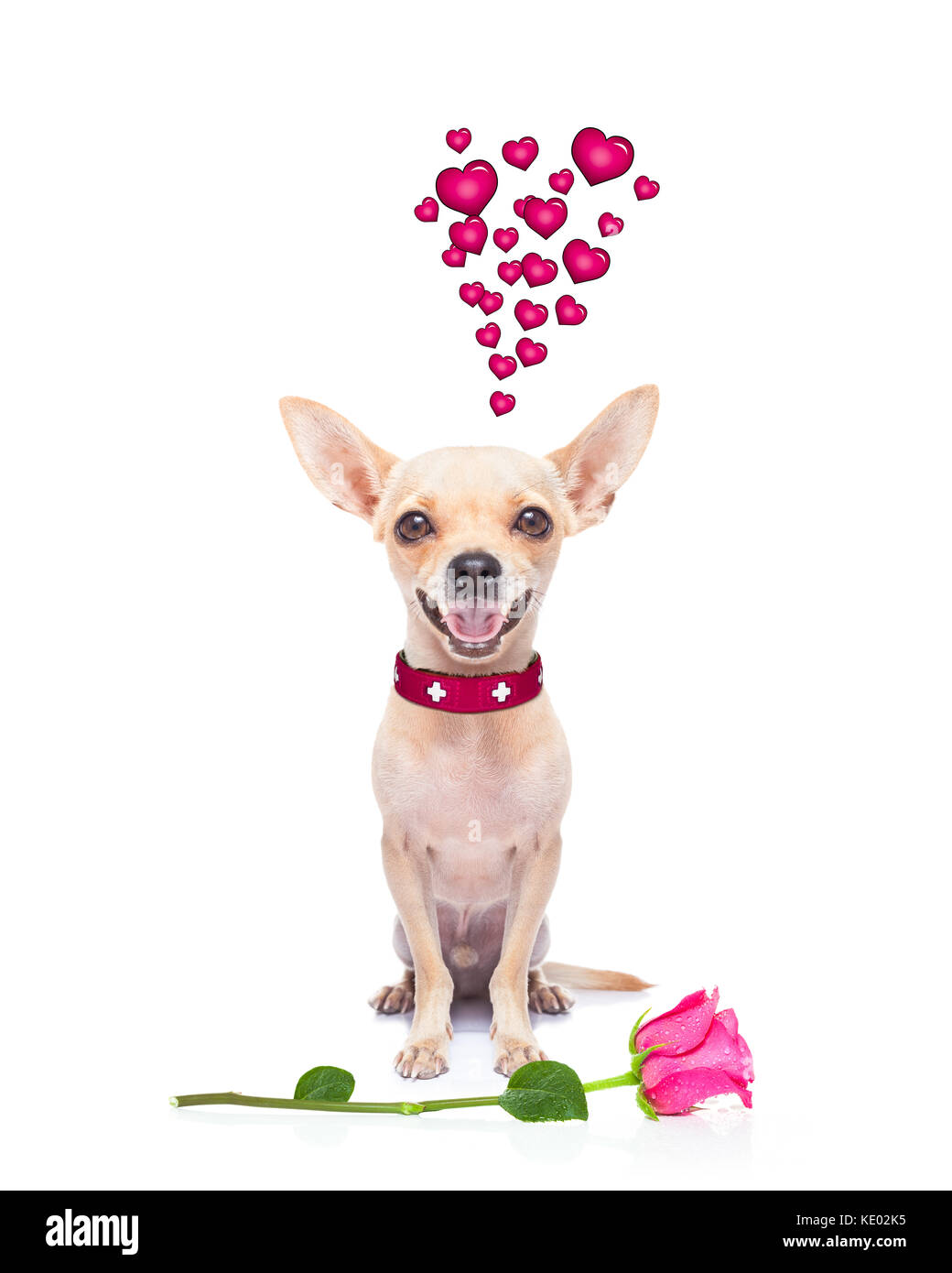 pug chihuahua dog, staring at you , with a valentines rose on floor ...