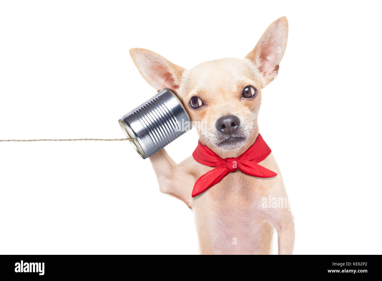 chihuahua dog talking on the phone surprised, isolated on white background Stock Photo