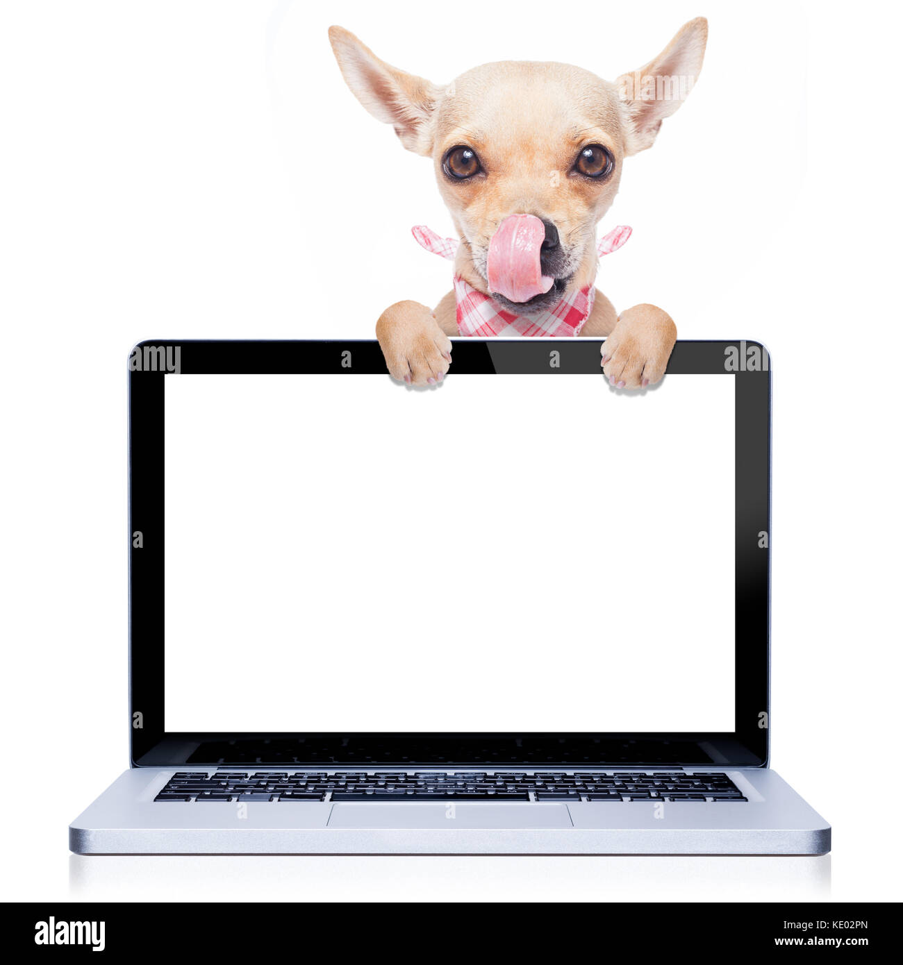 hungry with tongue licking chihuahua dog behind a laptop pc computer