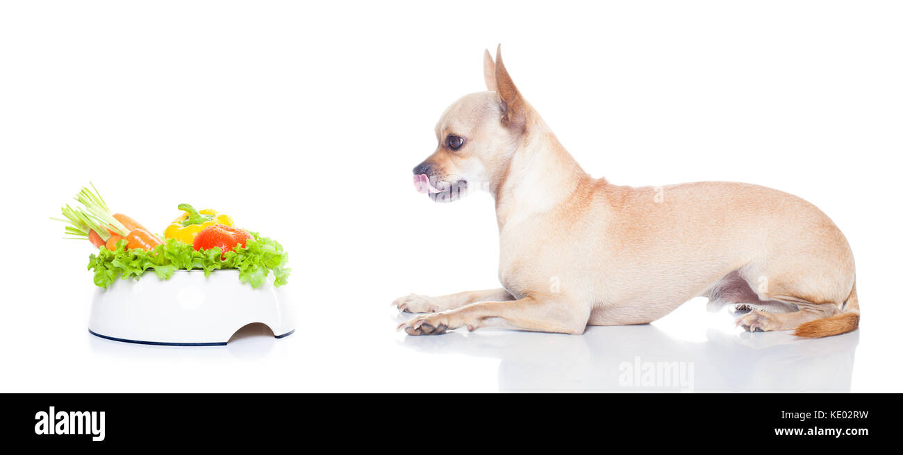 hungry chihuahua dog with food bowl , waiting and looking at it , isolated on white background Stock Photo