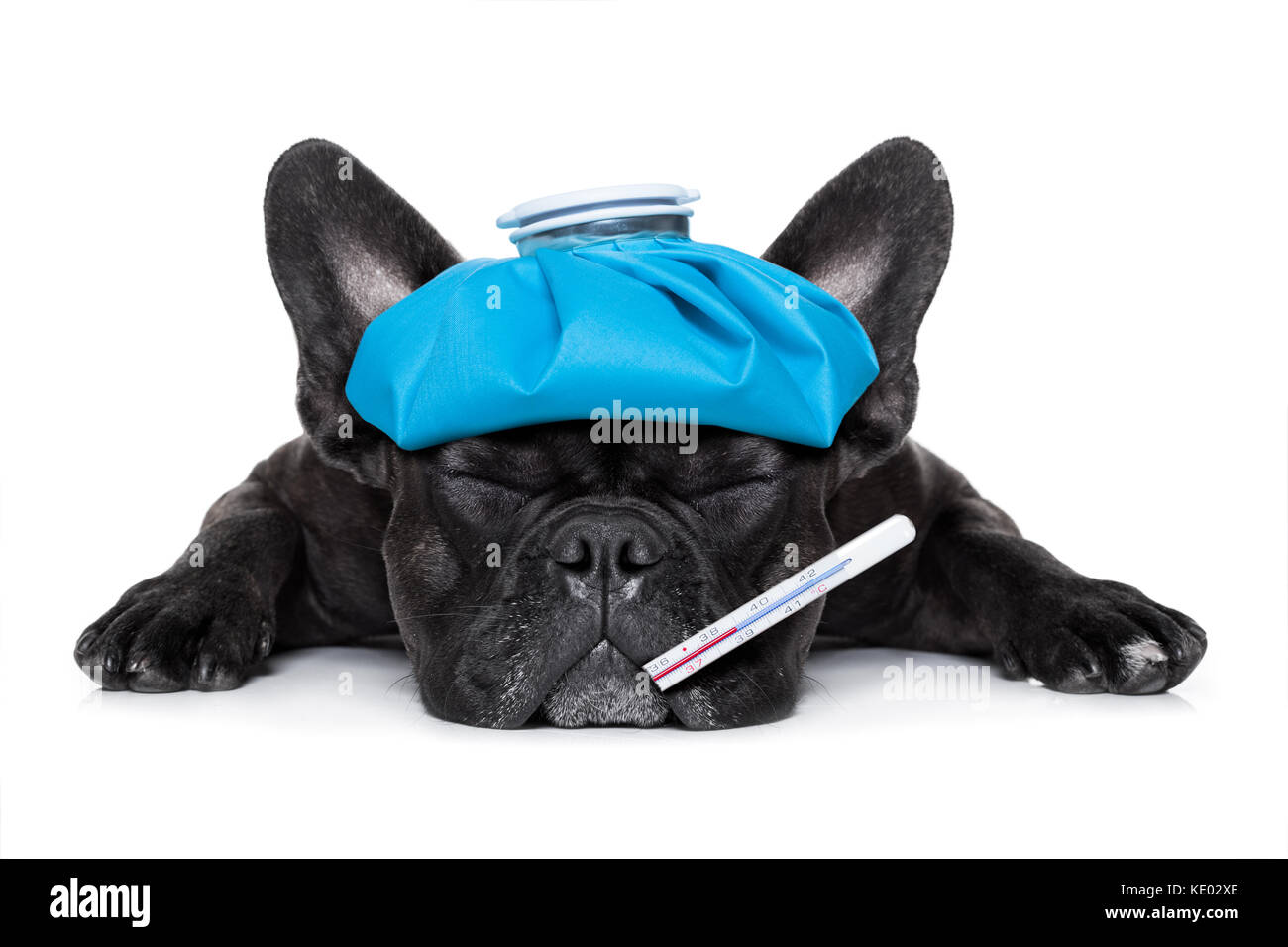 french bulldog dog very sick with ice pack or bag on head, eyes closed and suffering