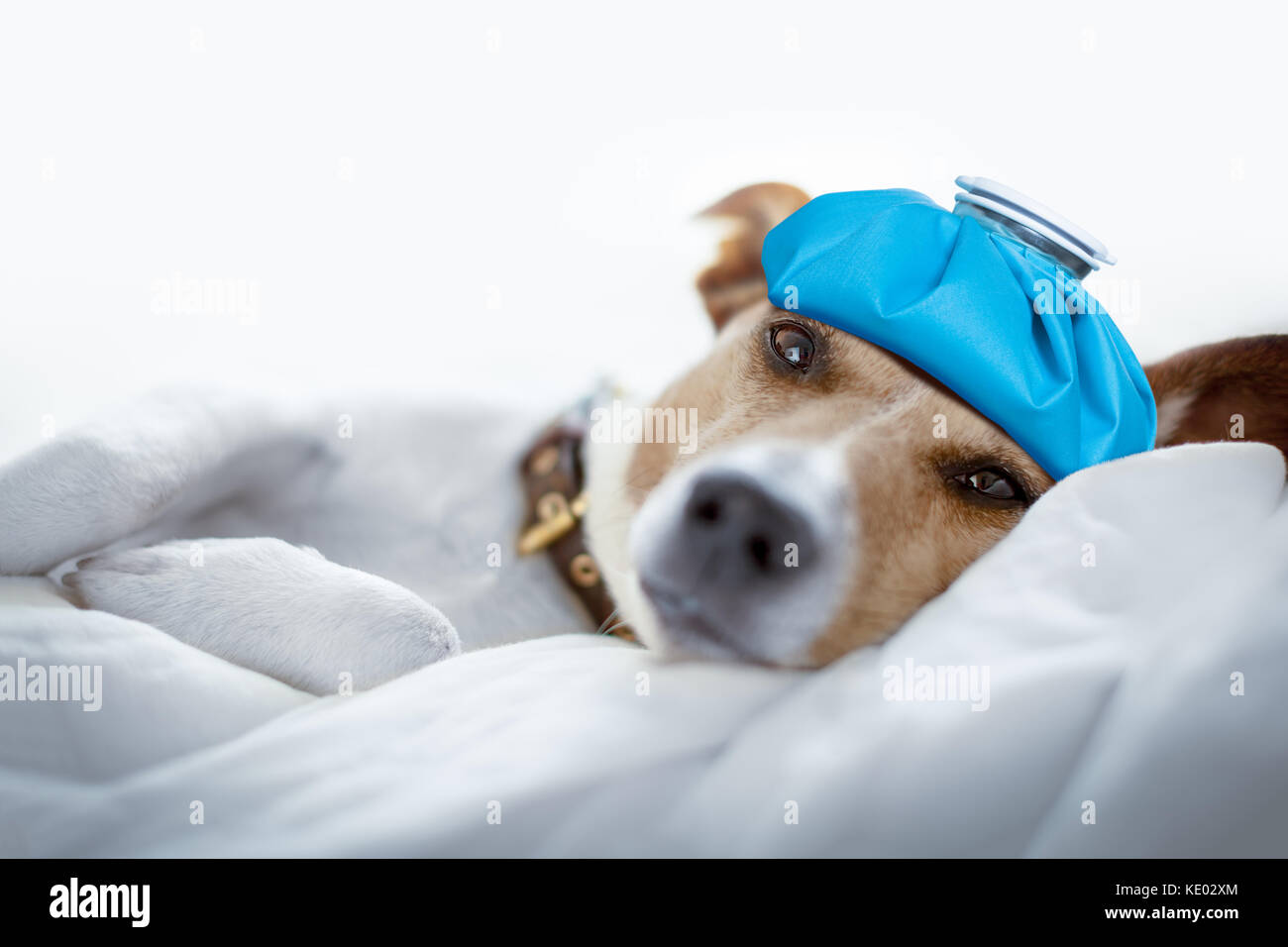 jack russell dog very sick and ill with ice pack or bag on head,  suffering, hangover and headache, resting on bed Stock Photo