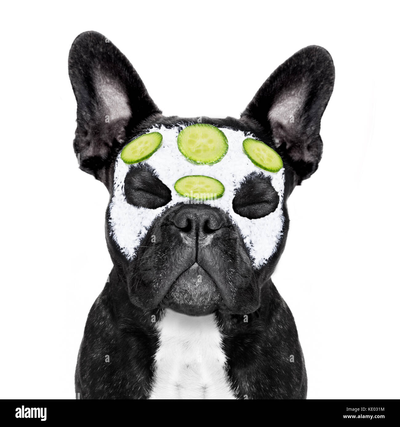 french bulldog face cream