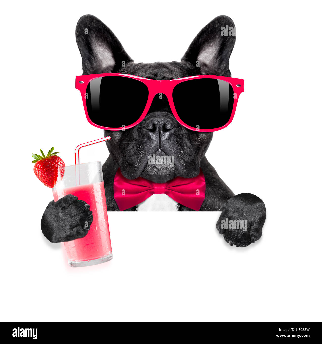 french bulldog dog  with cocktail milkshake smoothie and funny glasses behind blank placard or banner , isolated on white background Stock Photo