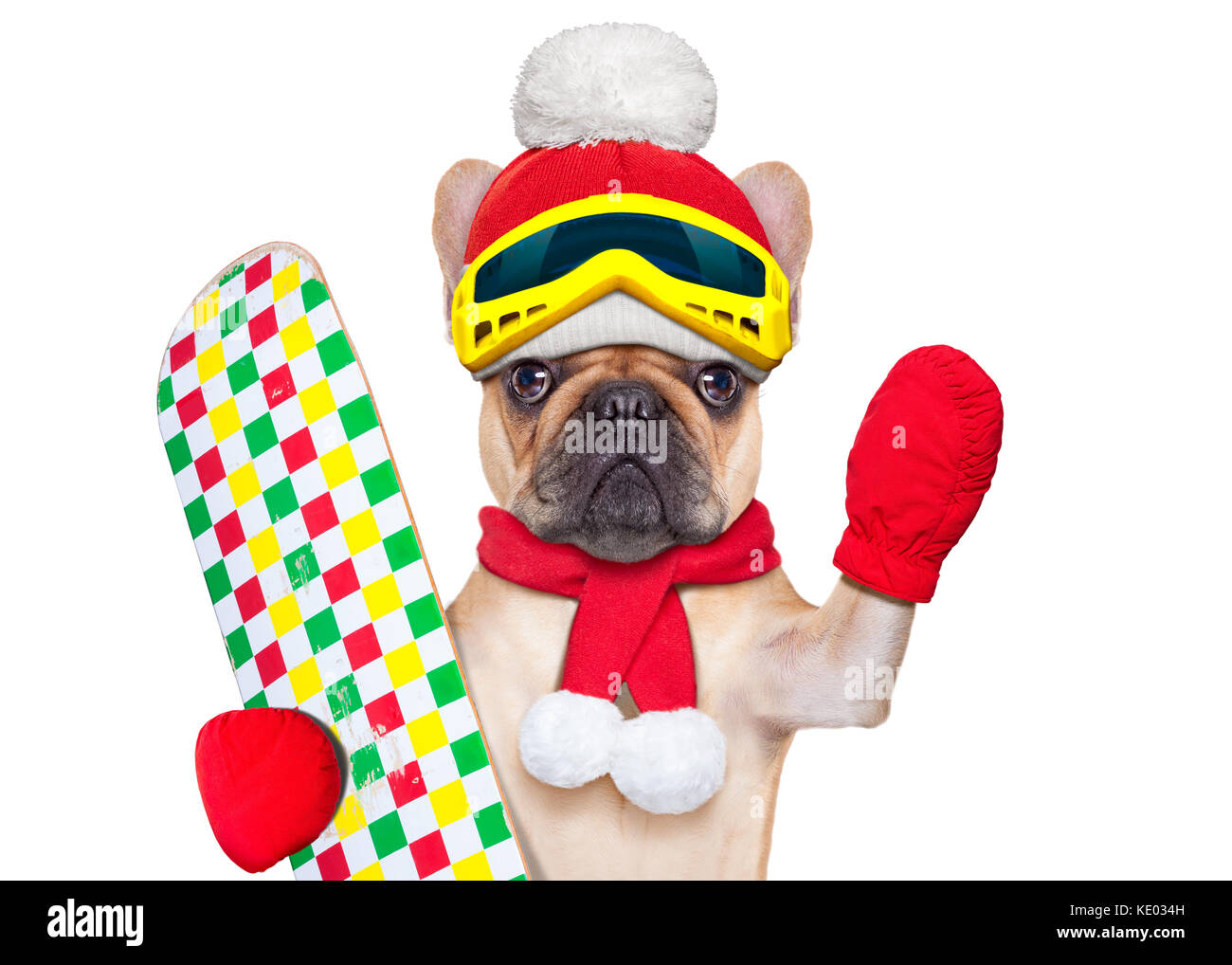 fawn french bulldog dog with ski equipment, wearing goggles , gloves