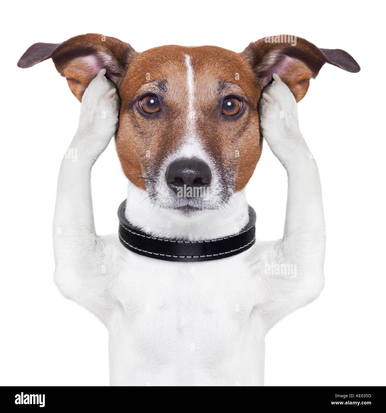covering both ears dog with paws Stock Photo Alamy