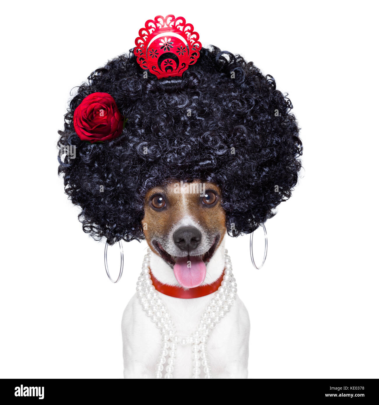 spanish flamenco dog with very big curly hair and big smile Stock Photo -  Alamy