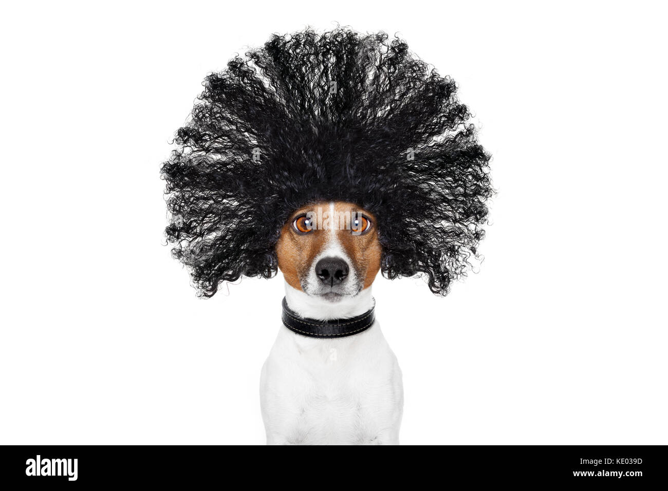 bad hair day dog ready to look beautiful at the wellness spa salon, isolated on white background, hairs gone wild Stock Photo