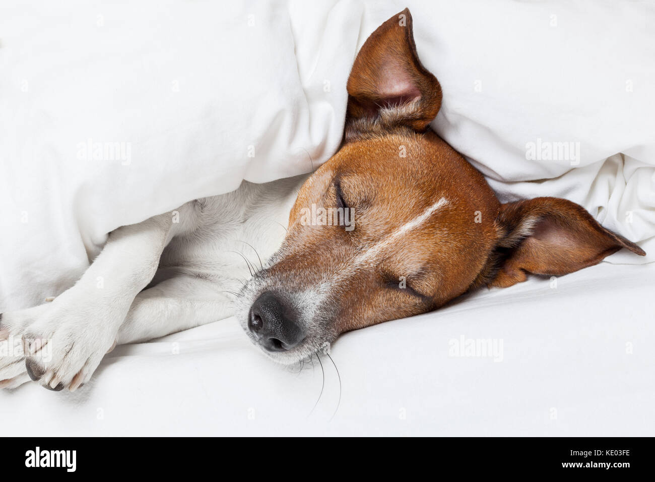 Jack russell terrier sleeping in bed and dreaming Stock Photo