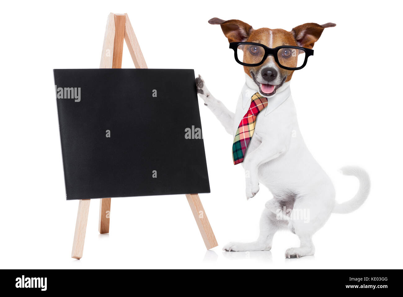 jack russell dog as businessman or boss, holding a blank and empty blackboard , isolated on white background Stock Photo