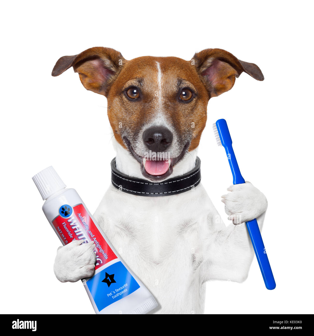 teeth cleaning dog with toothpaste and toothbrush Stock Photo Alamy