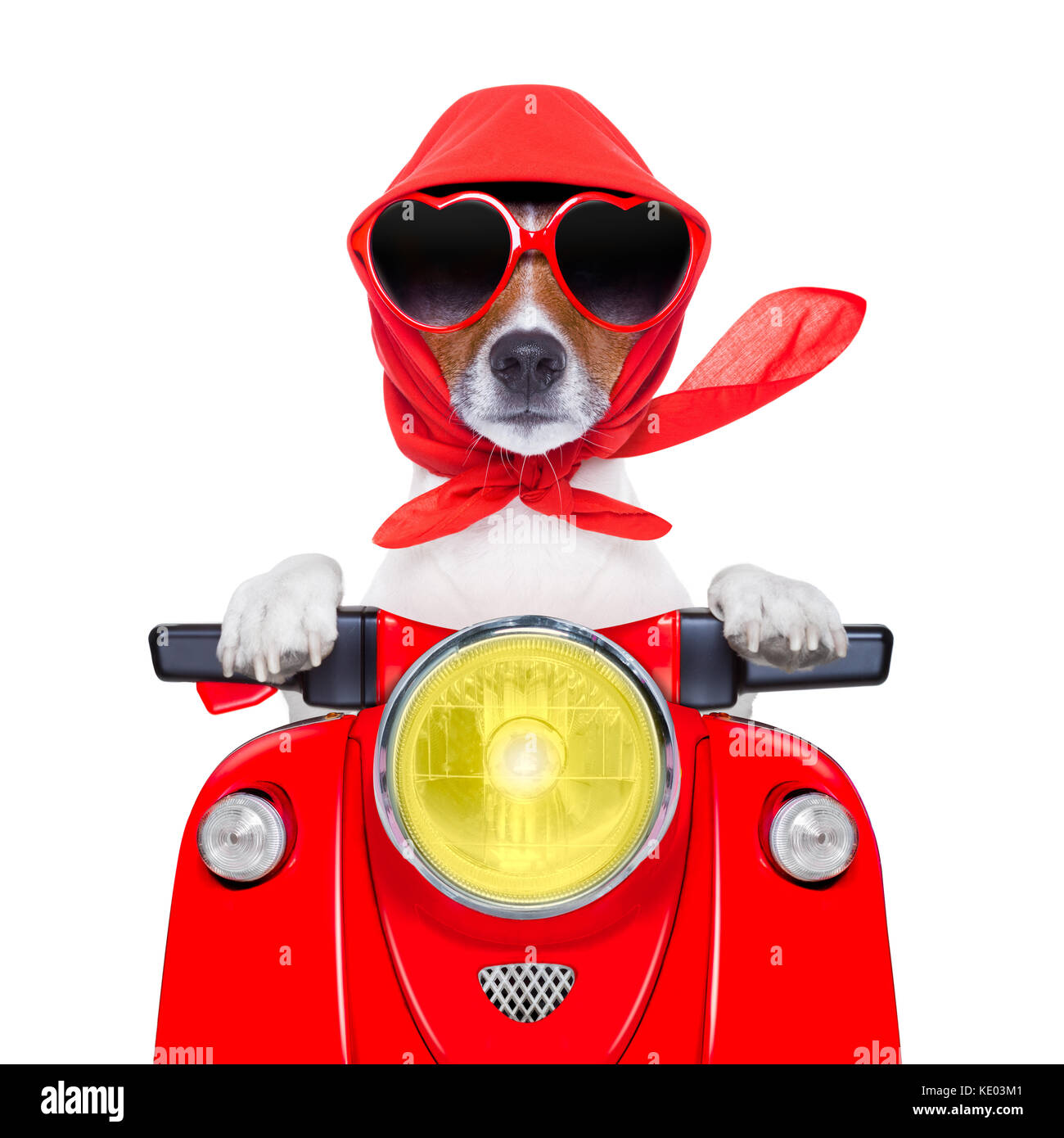 Dog driving goggles top