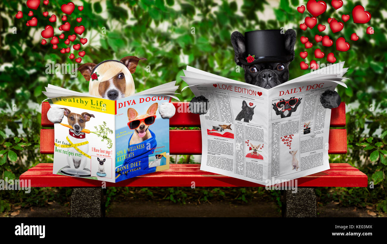 Two Dogs Reading couple of two dogs reading a newspaper or magazine sitting on a bench ...