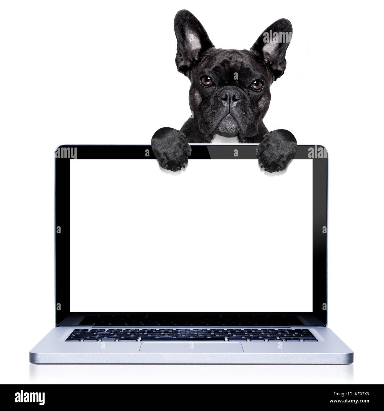 Isolated on White Background KwikMedia Poster of Fawn French Bulldog Dog Behind a Laptop pc Computer Screen