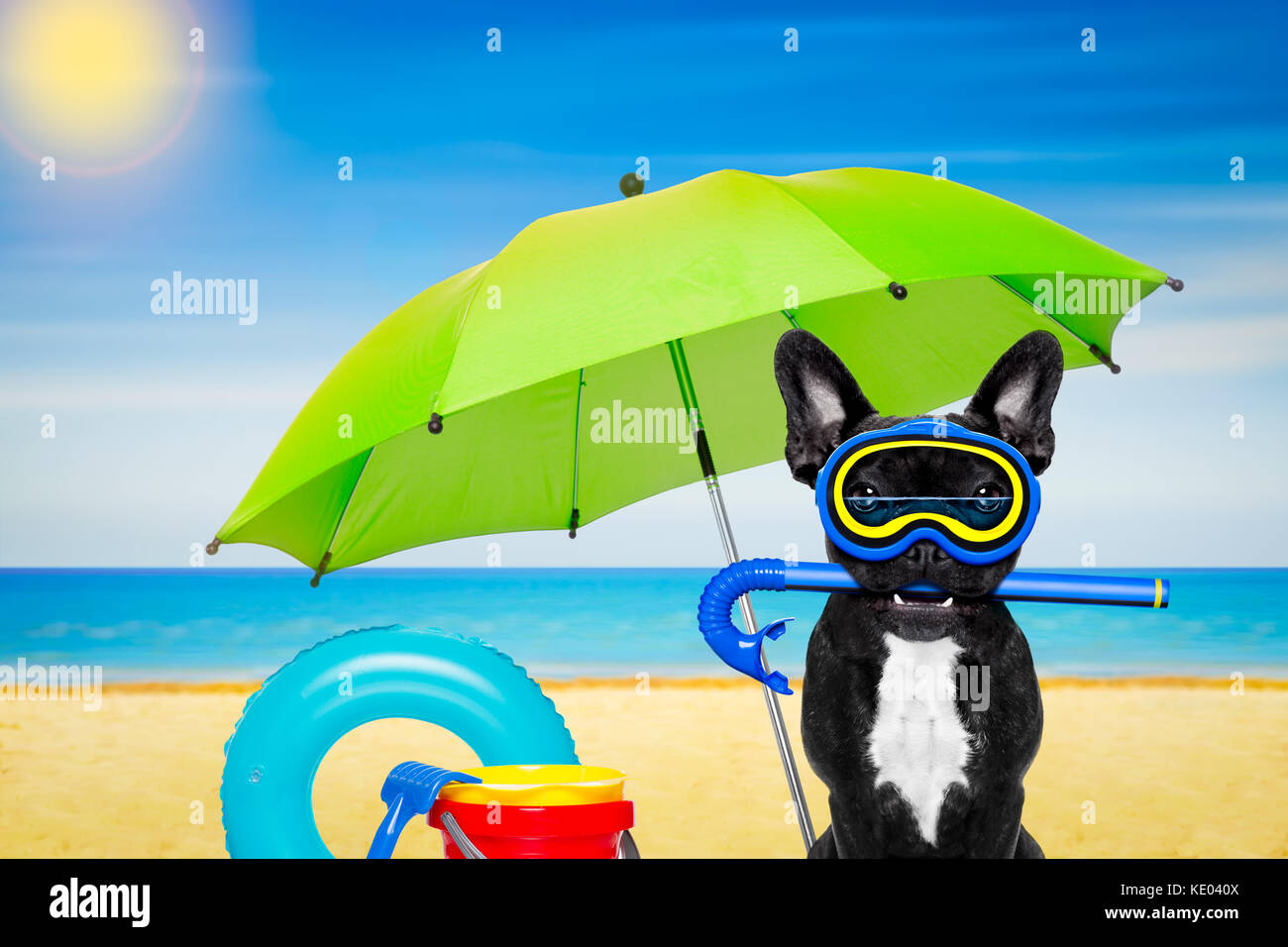 Snorkeling scuba diving french bulldog dog with mask and fins and