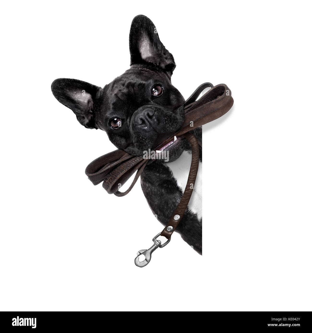 french bulldog dog waiting to go for a walk with owner, leather leash in mouth, behind blank