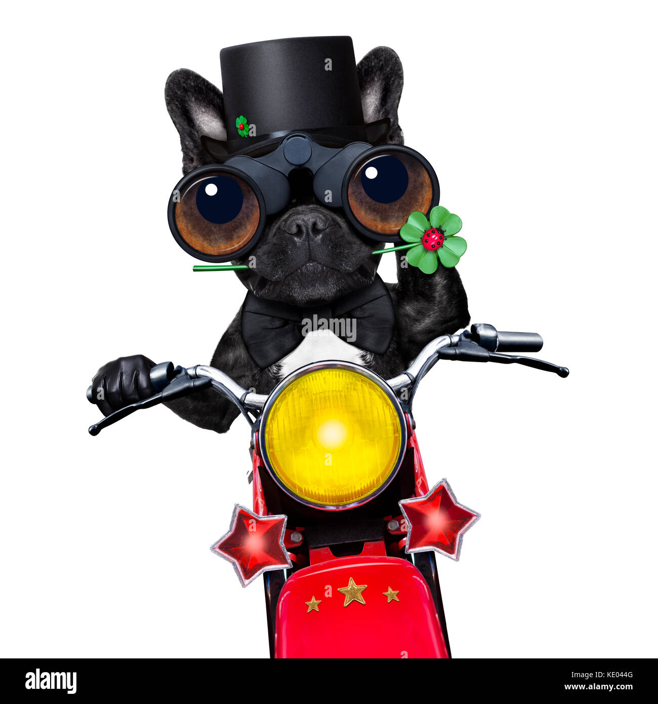 french bulldog driving a motor bike wishing you good luck for new years
