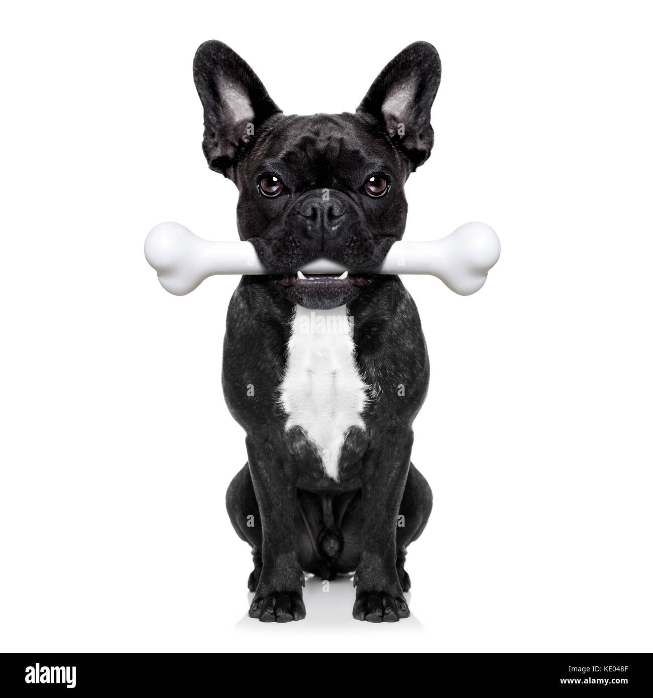 french bulldog dog  holding a big bone with mouth waiting for owner to go for a walk, isolated on white background Stock Photo