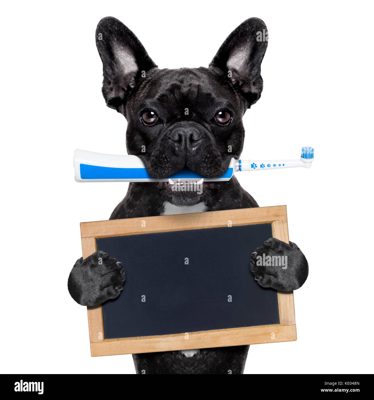 french bulldog dog holding electric toothbrush with mouth , holding a blank blackboard,isolated
