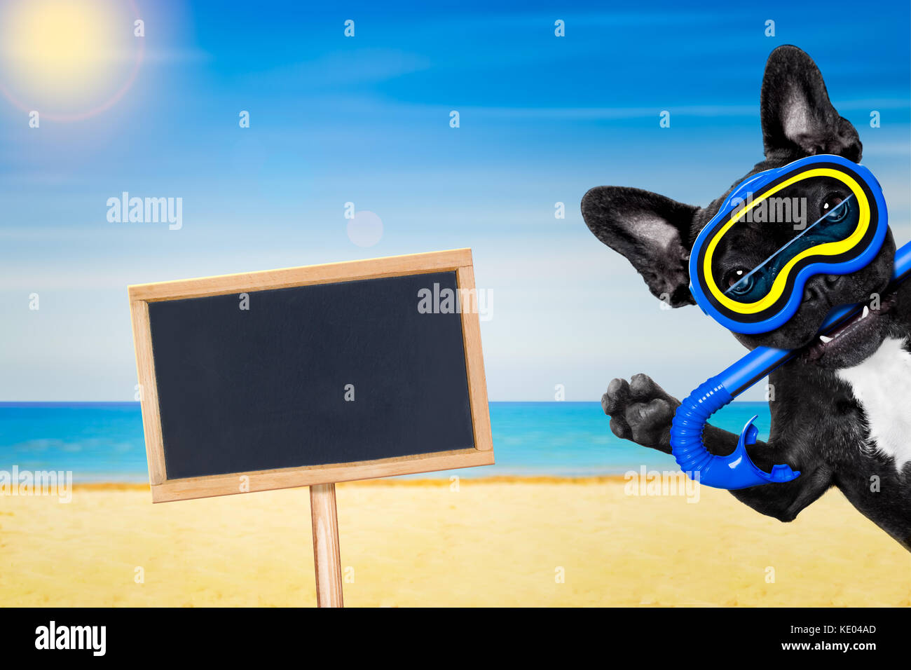 Snorkeling scuba diving french bulldog dog with mask and fins , behind