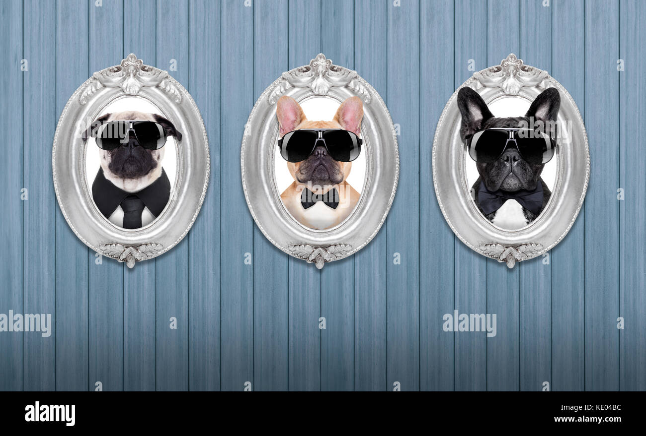 three cool dogs in  frames hanging on a wooden blue wall Stock Photo