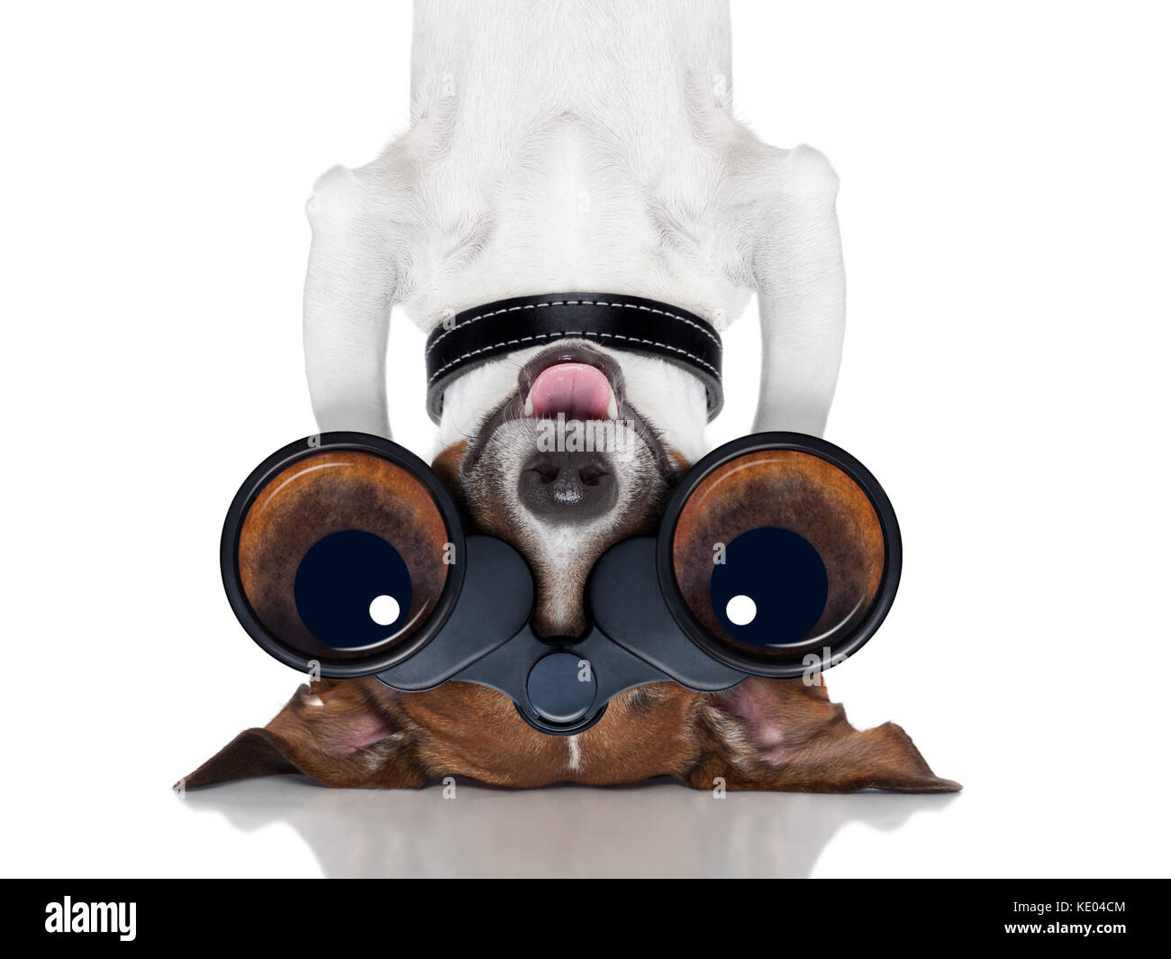 binoculars nosy dog observing upside down Stock Photo Alamy