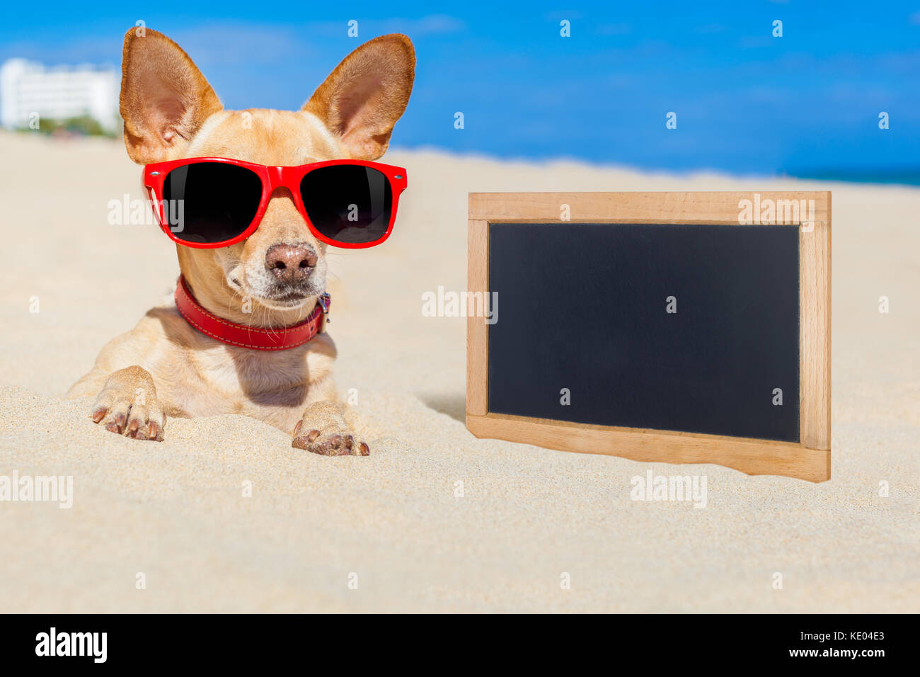 chihuahua dog buried in a hole in the sand at the beach on summer ...