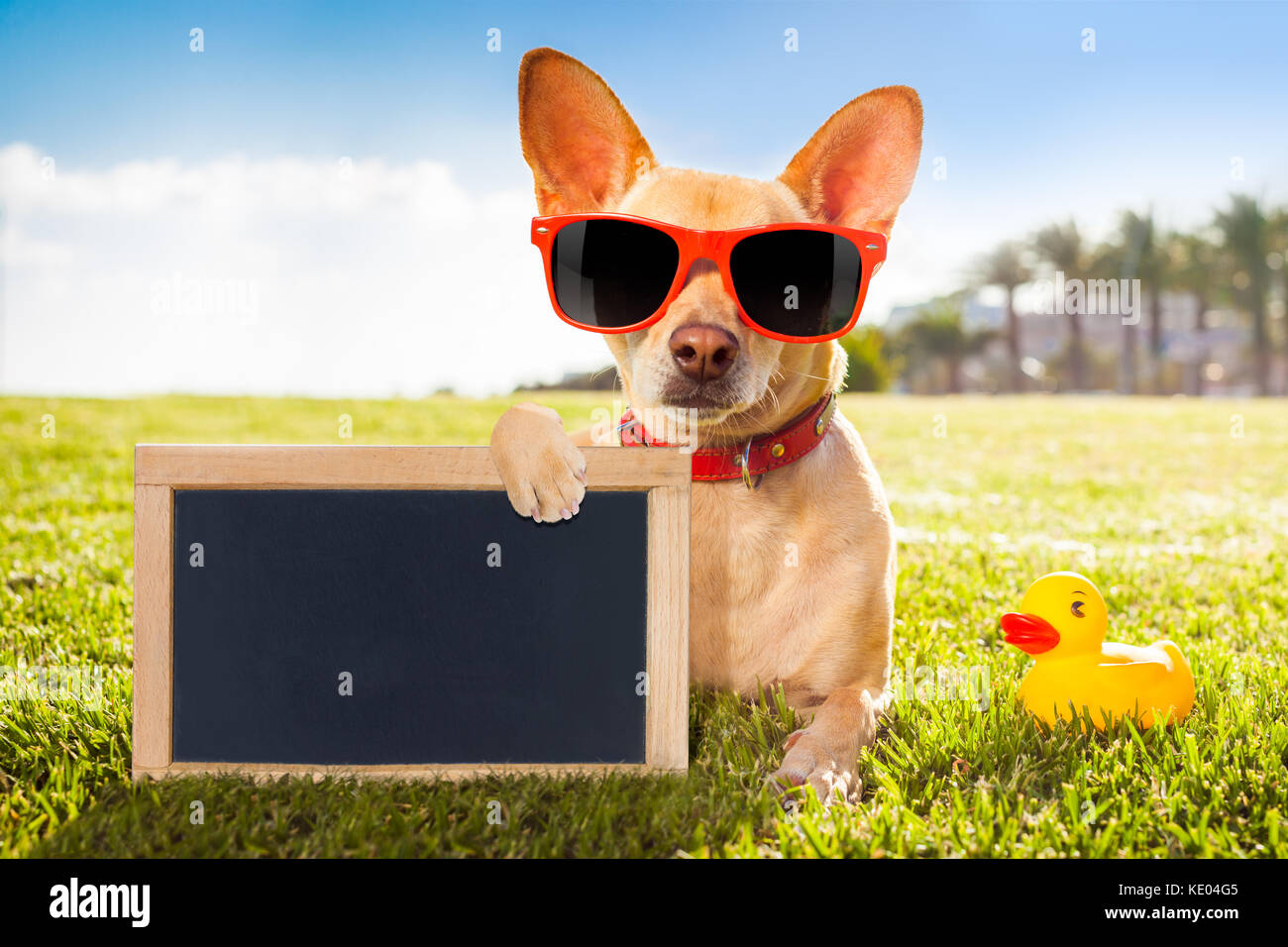 chihuahua dog  relaxing and resting , lying on grass or meadow at city park on summer vacation holidays, holding a blank  empty placard and blackboard Stock Photo