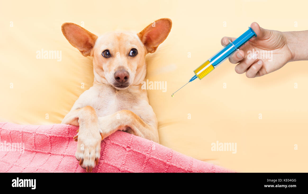 sick ill dog resting and recovering in bed , headache or fever, thermometer in hand Stock Photo