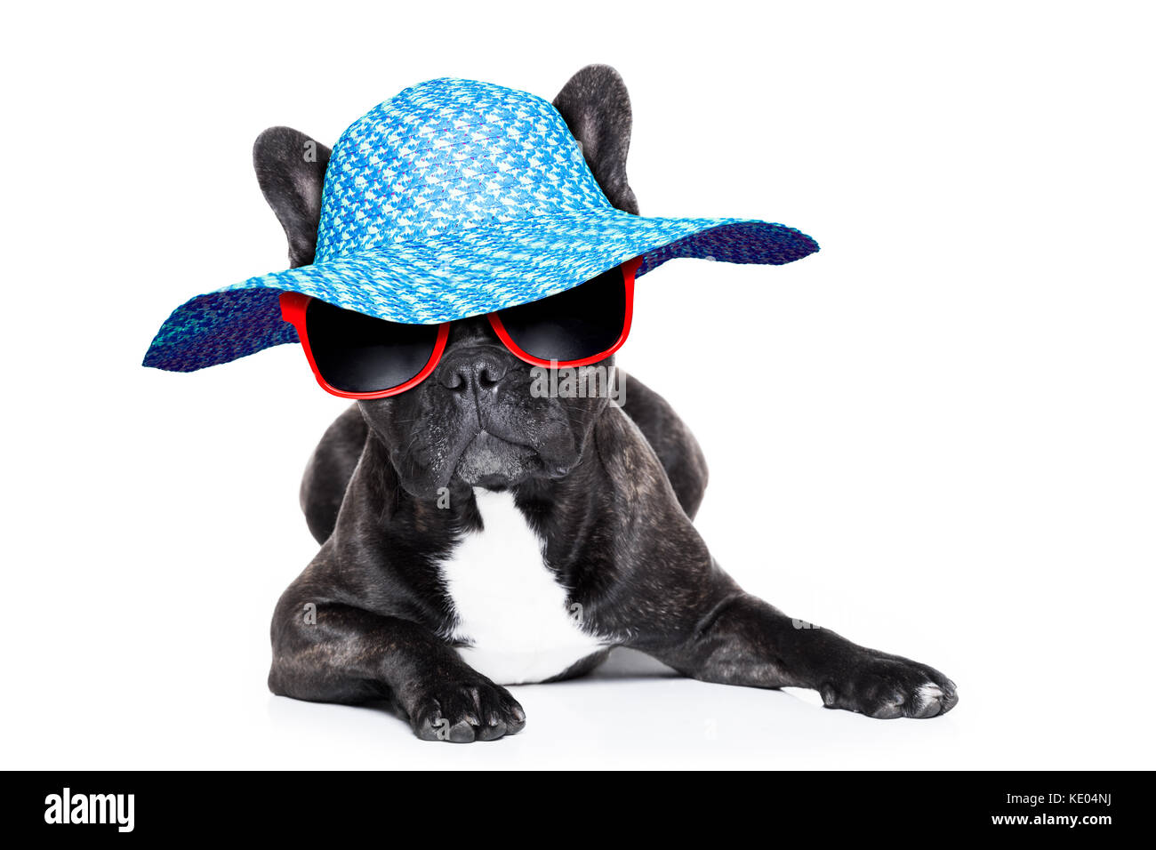 french bulldog with fancy summer hat and red sunglasses Stock Photo - Alamy