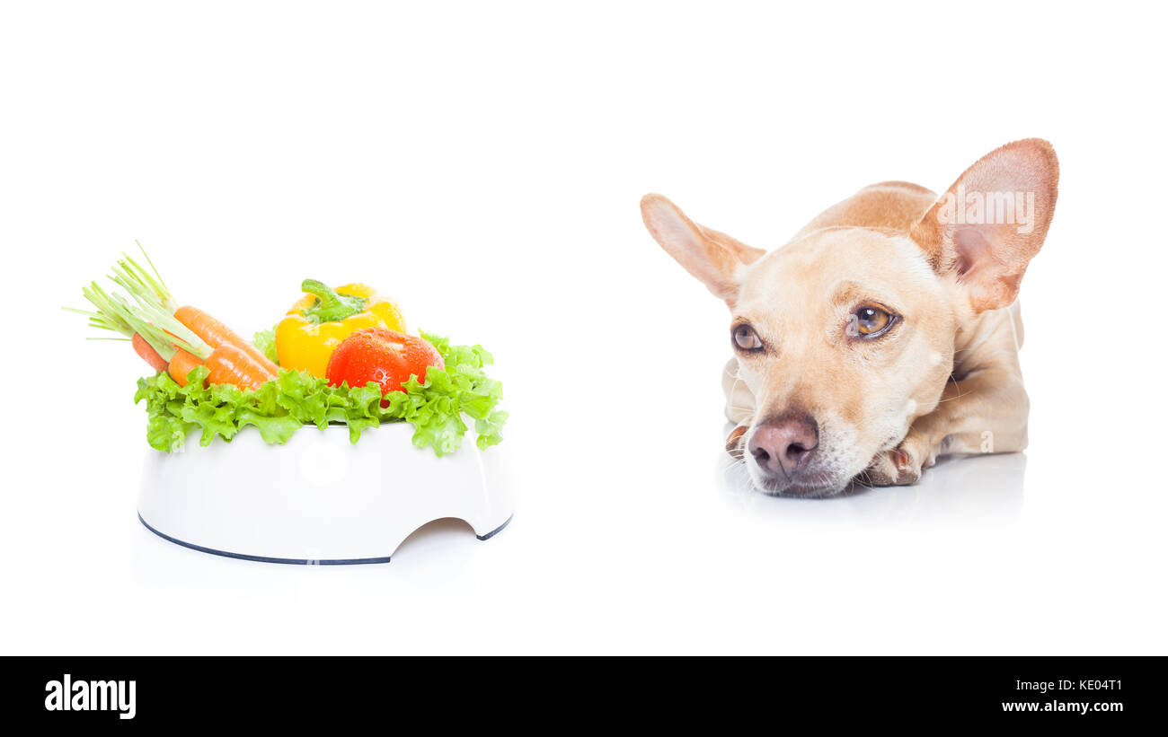 Vegan chihuahua 2025