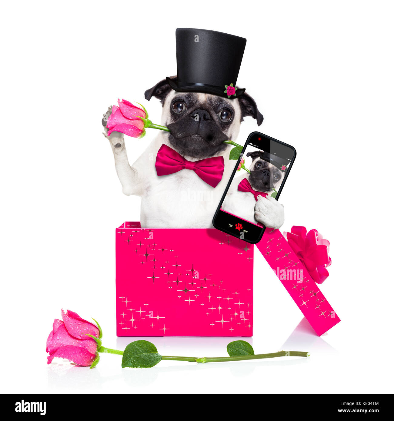 pug dog with valentines day rose in mouth , jumping out of a present or ...