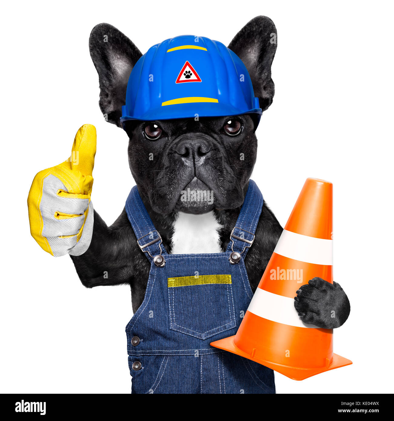 worker dog with helmet with thumb up ,work in progress, traffic cone in ...