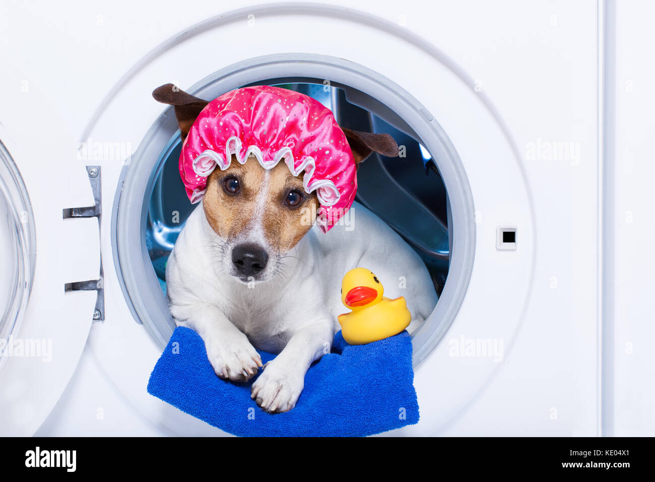 Dog washing machine hires stock photography and images Alamy