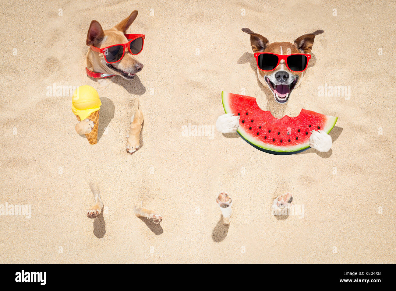 funny couple of dogs buried in the sand at the beach on summer vacation