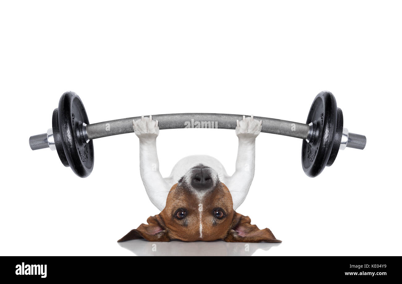 fitness dog lifting a heavy big dumbbell Stock Photo Alamy