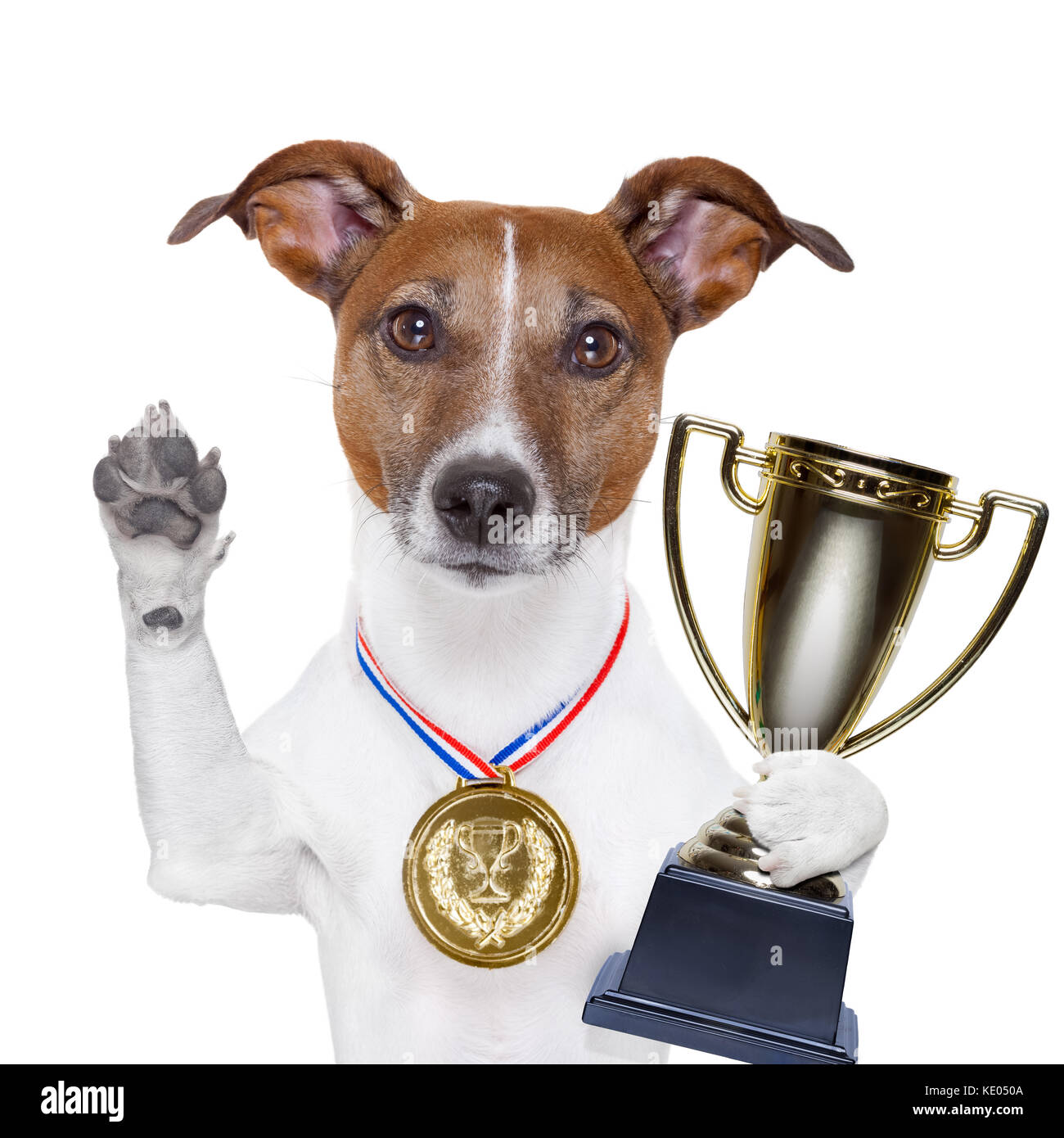 champion winning dog with a gold medal Stock Photo - Alamy