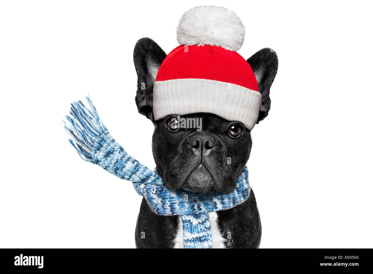 french bulldog dog sick of the bad and cold weather , closed eyes, wearing a scarf, isolated on