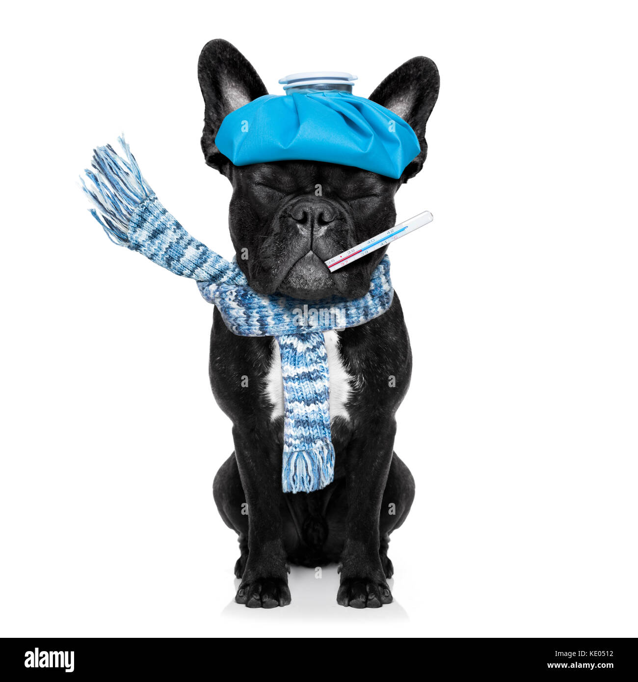 french bulldog dog  with  headache and hangover with ice bag or ice pack on head, eyes closed suffering , isolated on white background Stock Photo