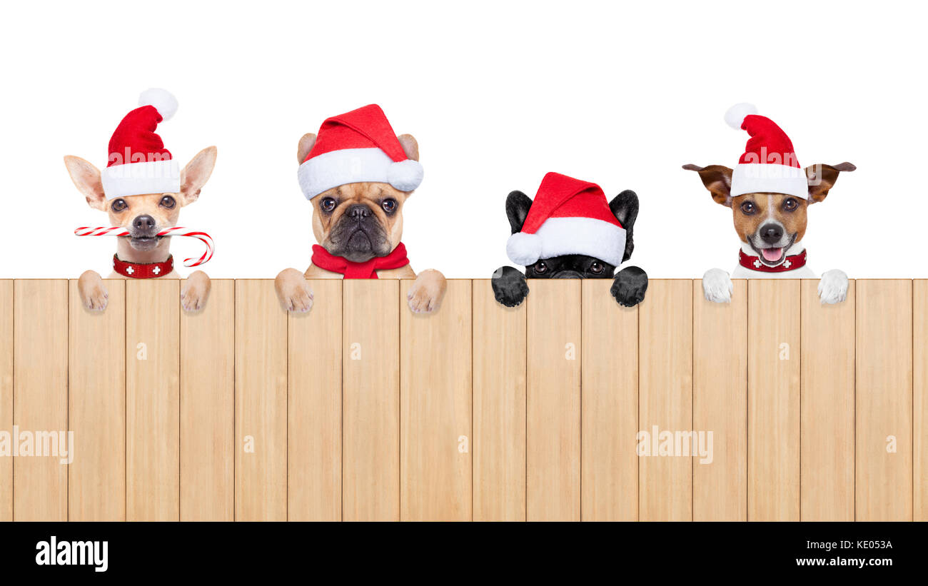 row and group of santa claus dogs, for christmas holidays, behind a ...