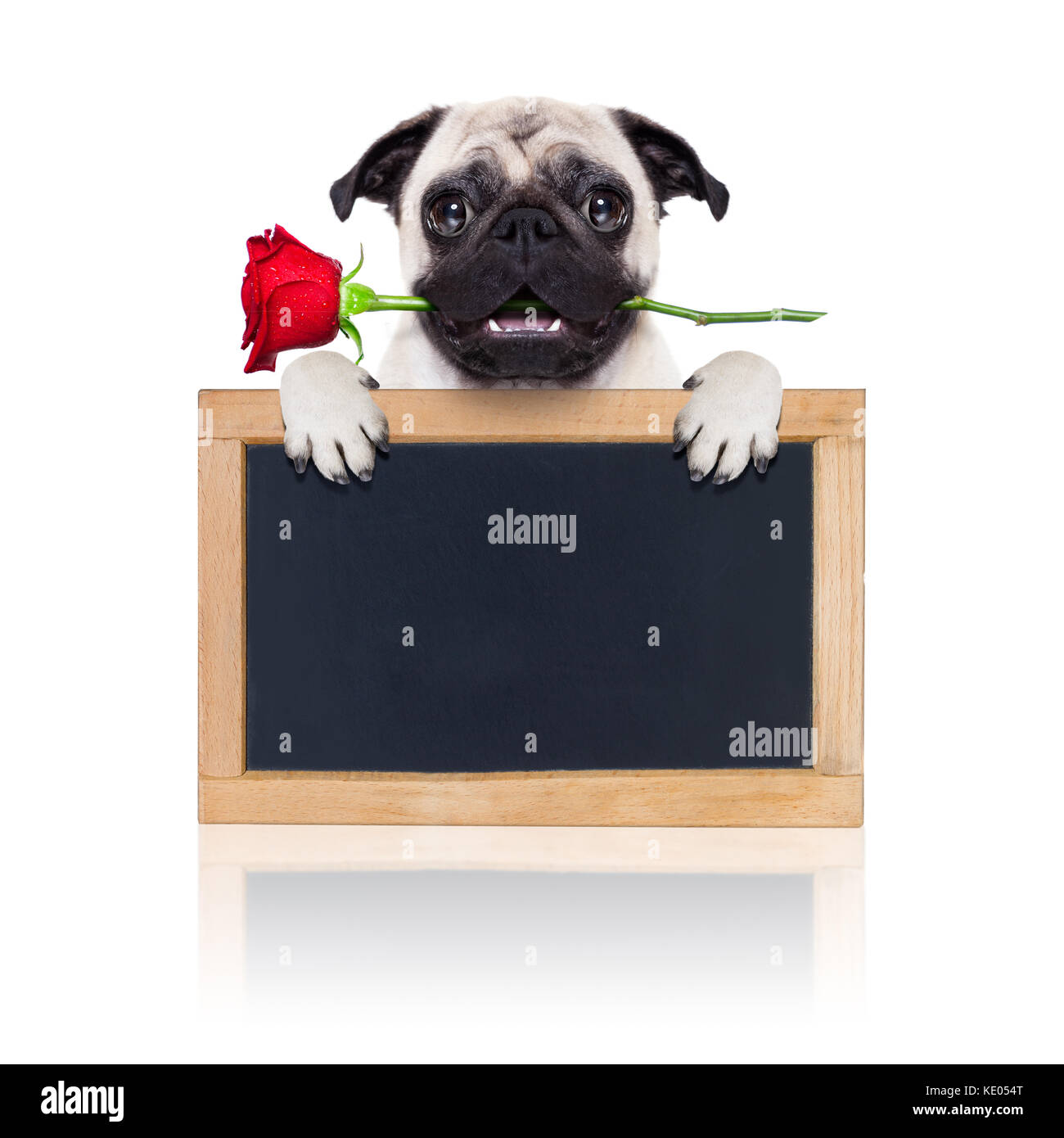 valentines dog in love with you , with a red rose in mouth , isolated ...