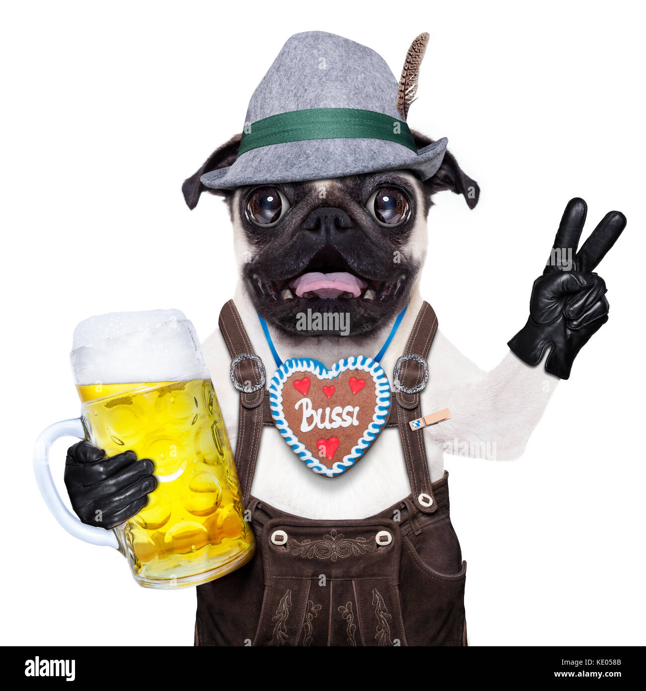 silly crazy pug dog dressed up as bavarian with gingerbread as collar,  isolated on white background, and victory or peace fingers, surprised or  shock Stock Photo - Alamy