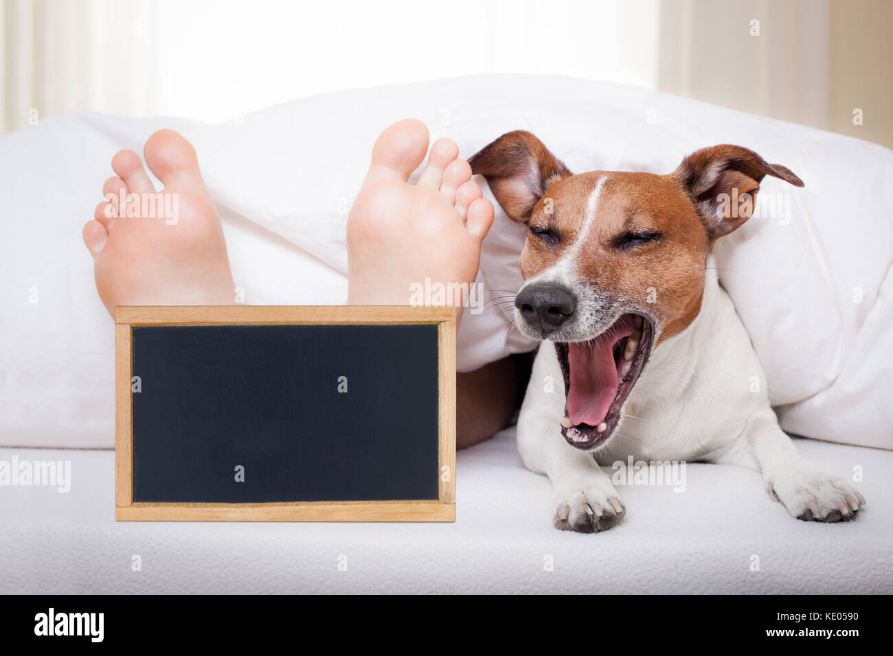 yawning dog in bed with owner under white bed sheet blanket with banner