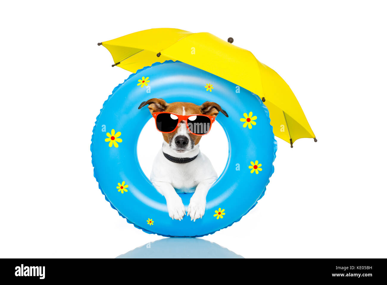 dog sunbathing with air mattress Stock Photo Alamy